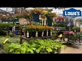 LOWE S GARDEN CENTER SPEEDWELL SWEET ROMANCE LAVENDER WEIGELA ASIATIC LILY PERENNIAL TREES SHRUBS