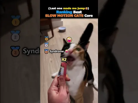 Ranking Best SLOW MOTION CATS Core Part.20😨💥#usa