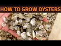 How Oyster Spat is Made in an Oyster Hatchery European Flat Oyster Belon