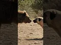 Download Lagu Kangal dog vs Bear #shorts #trendingshorts #kangal #bear #fighting