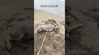 #fyp #dream #pets #vlog #doberman #life