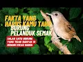 Download Lagu Burung Pelanduk semak || Mengapa burung pelanduk semak tidak banyak di gemari para kicau mania?