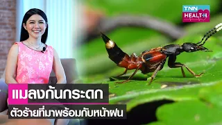 แมลงก้นกระดกมีพิษหรือไม่ และทำให้เกิดอาการอย่างไรบ้าง