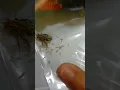 Download Lagu Lalat ini mengeluarkan banyak belatung😬