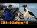 Download Lagu What it takes to find the Rare HOODED CROW in the Netherlands