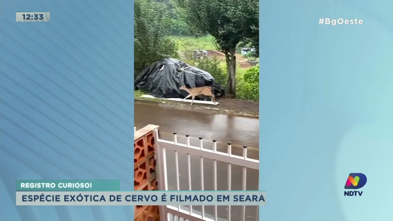 Espécie exótica de Cervo é filmado em Seara