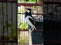 Download Lagu JALAK SUREN GACOR ISIAN cocok  buat MASTERAN #birds #burung #kicaumania #jalaksuren