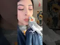 Download Lagu Even the Grumpiest of Birds start singing after a kiss #bird #parrot #cockatiel