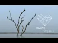 Download Lagu Seba Campos - Una Hormiga [Organic House 2023 / HMWL]