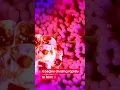 Download Lagu The zygote travels down the fallopian tube toward the uterus. #shorts #short