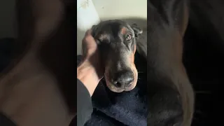 #fyp #dream #doberman #pets #work