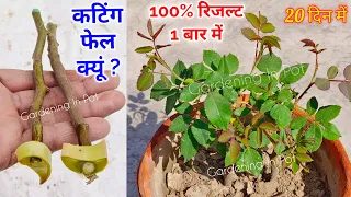 गुलाब की कटिंग बार-बार फेल होती है? सही तरीका सीखें | Rose Cutting in Hindi #rose #rosecutting