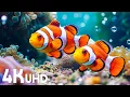 Lagu Aquarium 4K VIDEO (ULTRA HD) - Beautiful Coral Reef Fish \u0026 Jellyfish - Soothing Music for Sleep