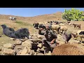 Download Lagu The Song of Nature: The Sweet Adventure of Jahangir and His Herd at the Zagros Spring: Nomadic Life