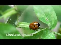 Rüya Ersavcı | Ninnilerle Rüyalar - 'Öte Yakaya Geçelim' (Lyrics | Şarkı Sözleri) 🌙 - Ninnilerle Rüyalar