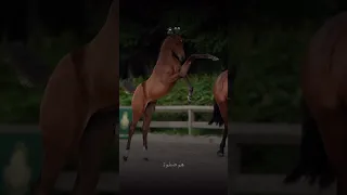 يا ذاكر الاصحاب كن متأدبا 