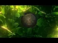 Magical Floating Sanctuary 🧚Ethereal Fairy Garden Music for Relaxation & Dreams
