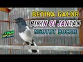 Download Lagu 🔴 Suara Burung Kacer Betina Gacor || Pas buat pemancing Si Jantan Cepat Gacor