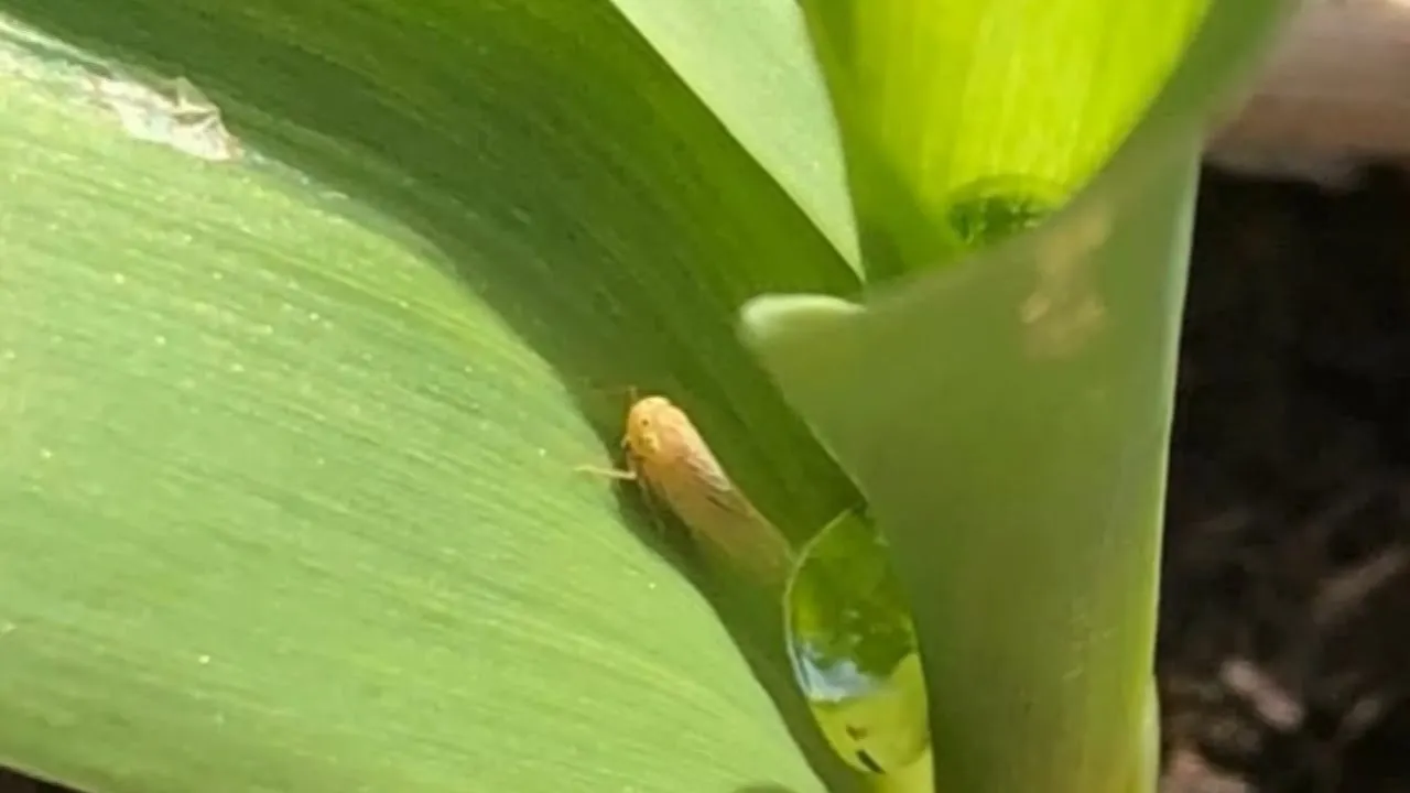 Cigarrinha do milho ataca lavouras do Oeste de SC