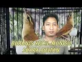 Lagu BURUNG KECIL MUNGIL SUARA SULTAN 