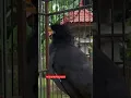 Jalak Kebo Gacor Masteran Part 77