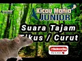 Download Lagu Suara Tajam Tikus / Curut - Kicau Mania Junior