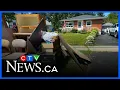 Veterans lead flood cleanup efforts in St Catharines Ont