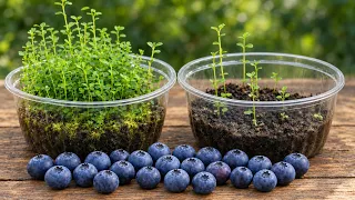 🟣How to grow Blueberries Plants ➤ from Bought Blueberries