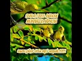 Download Lagu SIRTU ANAKAN MEMANGGIL INDUKAN, suara audio mix burung sirtu paling ampuh 2022!!