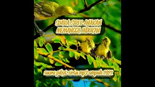 Download SIRTU ANAKAN MEMANGGIL INDUKAN, suara audio mix burung sirtu paling ampuh 2022!! MP3