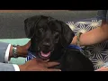 KPRC 2 Pet Project Meet Robert the pup who is very peaceful