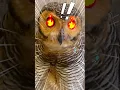 Download Lagu Burunghantu kepedesan habis makan ayam goreng #animalfunny #burunghantu #animal #animalhumor #funny