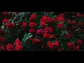 Cuco - Piel Canela (lyrics)