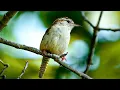 Download Lagu Burung Mungil, Suara BESAR | Carolina Wren 4K