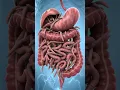 Download Lagu The Hidden Truth About 3D Animation of Ascaris Lumbricoides Infestation