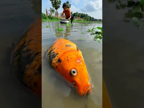 Village amazing fishing by hand #fishing #bigfish #shorts