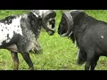 Download Lagu Kendang Penca   Bubuka Gajah Putih Ngalang Jagat koleksi Eep S  Maqdir