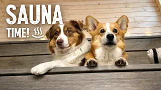 SAUNA DOGS - Topi the Corgi