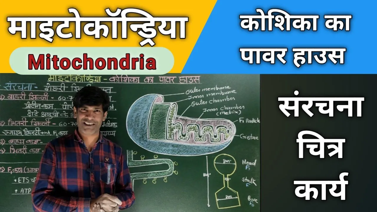 माइटोकॉन्ड्रिया ( Mitochondria). संरचना एवं कार्य @studydostkushwahasir
