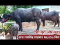 Download Lagu 🏆ताऊ रामसिंह पांडवान Murrha का ब्रांड एबेसडर 18 से 25 Kg दूध की Milk with beauty की लाजवाब झोटीयां👌 