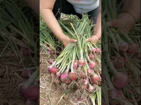आखिर छोटे छोटे प्याज कैसे होते है।। #shorts #youtubeshorts #onion #farming #farm