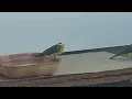 Mozambik kanaryası.Serinus mozambicus