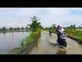 Lagu Banjir makin parah... ikan mas disungai melimpah pemancing panen raya