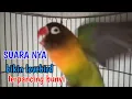 Download Lagu Suara lovebird ngekek panjang ini terbukti AMPUH memancing semua lovebird BUNYI
