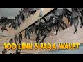 GRATIS  100 link download suara walet pilihan petani walet  #2
