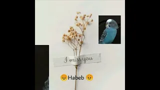 العصفور مات   دندنها