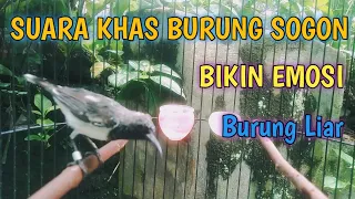 suara sogon jantan gacor memancing emosi sogon liar 