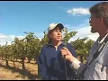 Julia Kock, Klipson Vineyard Manager