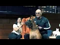 Download Lagu Great Dane, Anjing \