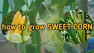 Download TANAM JAGUNG MANIS || how to grow sweet corn MP3